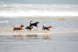 dogs playing on the shore of the beach