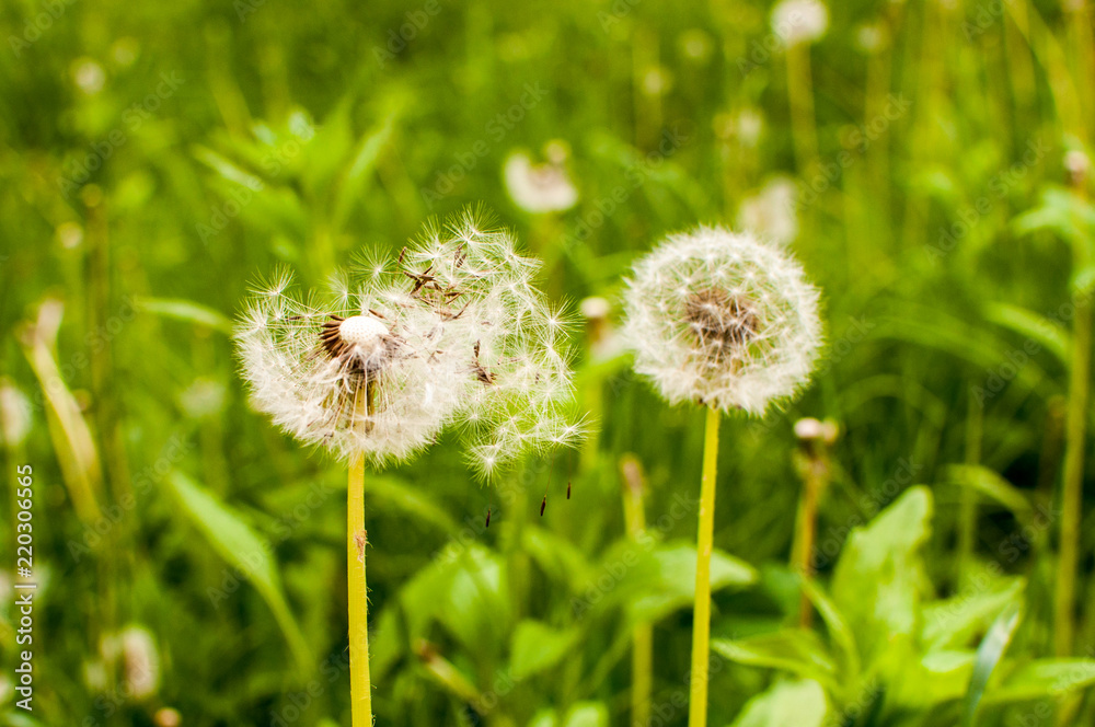 Dandelion blown by the wind on a meadow, in a sunny day Dandelion blown by the wind on a meadow, in a sunny day
