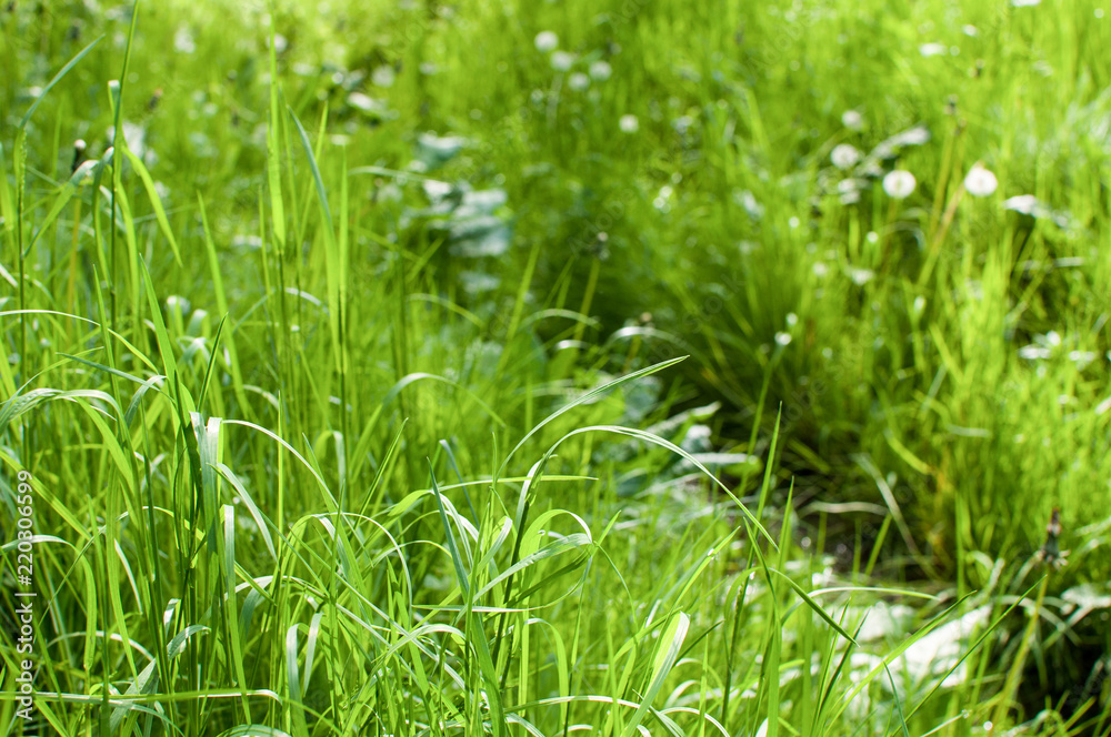 Brook running through the grass, on a meadow, seen in Cracow/Poland Brook running through the grass, on a meadow, seen in Cracow/Poland