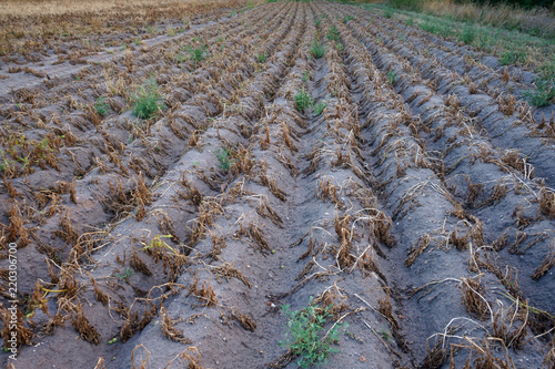 Dürre in Deutschland, vertrocknetes Kartoffelfeld photo