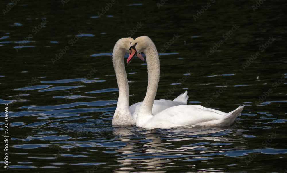 Swans on the Landwehr Channel in Berlin, Germany Swans on the Landwehr Channel in Berlin, Germany