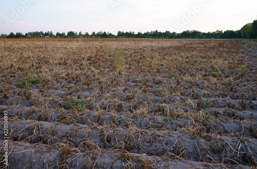 Dürre in Deutschland, vertrocknetes Kartoffelfeld
