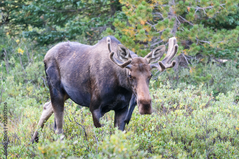 Shiras Moose in the Rocky Mountains of Colorado Shiras Moose in the Rocky Mountains of Colorado