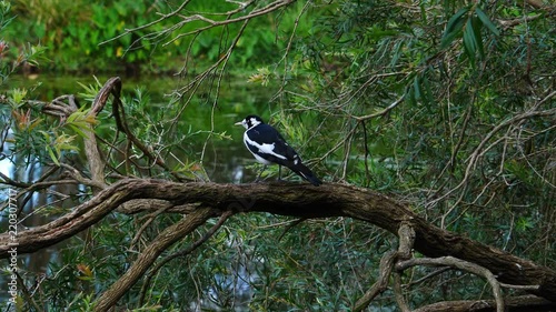 A Magpie Lark is perched on a branch near a pond in Australia. photo