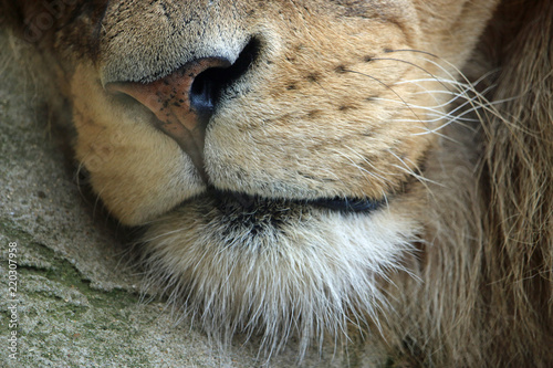Close view of the nose of an adult male lion