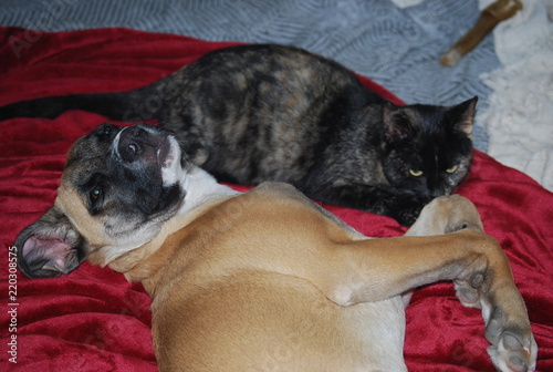 Kitten and Puppy on Bed