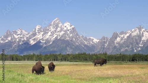 american bison grazing and walking in front of grand teton on a summer morning at grand teton national park in wyoming, usa