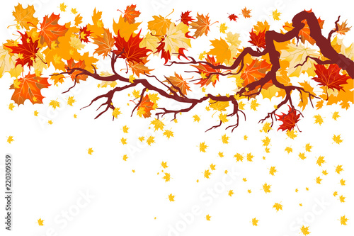 Fall maple branch