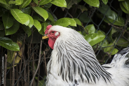 A white Columbia Brahma rooster. These chickens are bred in United States