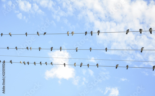 A bird on a wire , Clouds and blue sky , white fluffy clouds on blue sky in summer , White cumulus clouds formation in blue sky , Background with clouds on blue sky , blue sky background with clouds