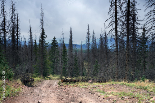 Country road in Rio Grande National Forest,  Colorado, US photo