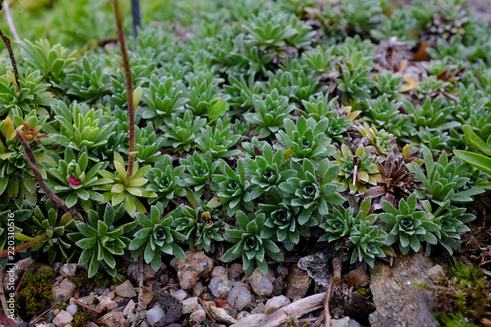 Saxifraga x landaurei Saxifraga x landaurei