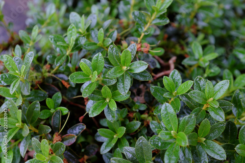Wallpaper Mural Rhododendron impeditum, China Torontodigital.ca