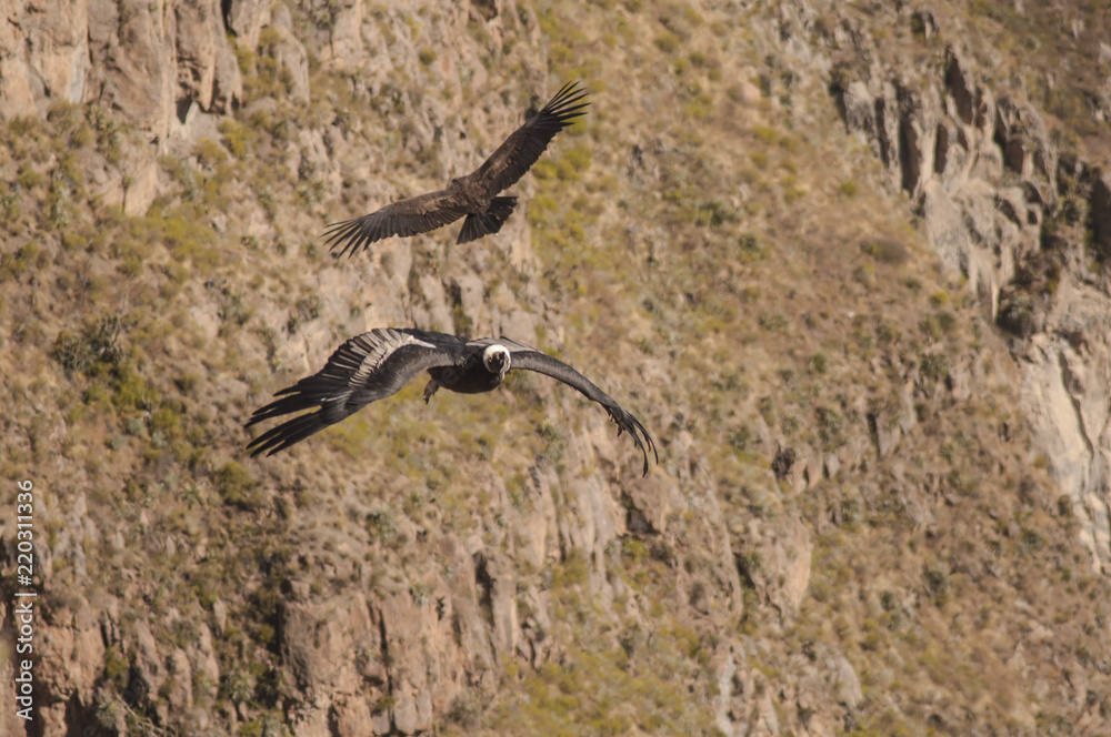 Fototapeta premium Condor couple, Cruz del Condor, Canyon del Colca, Pérou