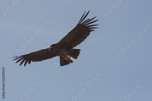 Condor femelle, Cruz del Condor, Canyon del Colca, Pérou