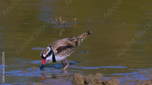 A black fronted dotterel feeds in a pond in Australia. photo