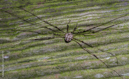 Dicranopalpus ramosus harvestman photo