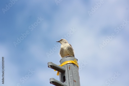 Fototapeta Calandria