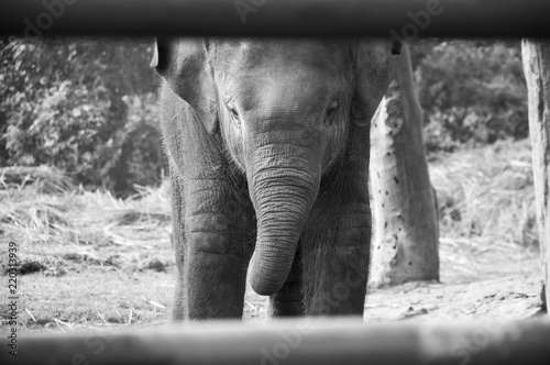 View of baby elephant in the park