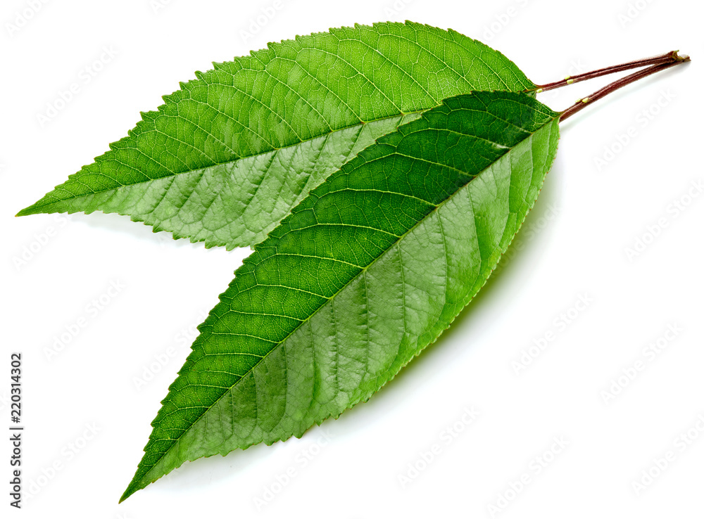 Fototapeta premium Green Cherry leaf isolated