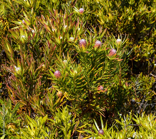 Leucadendron coniferum photo