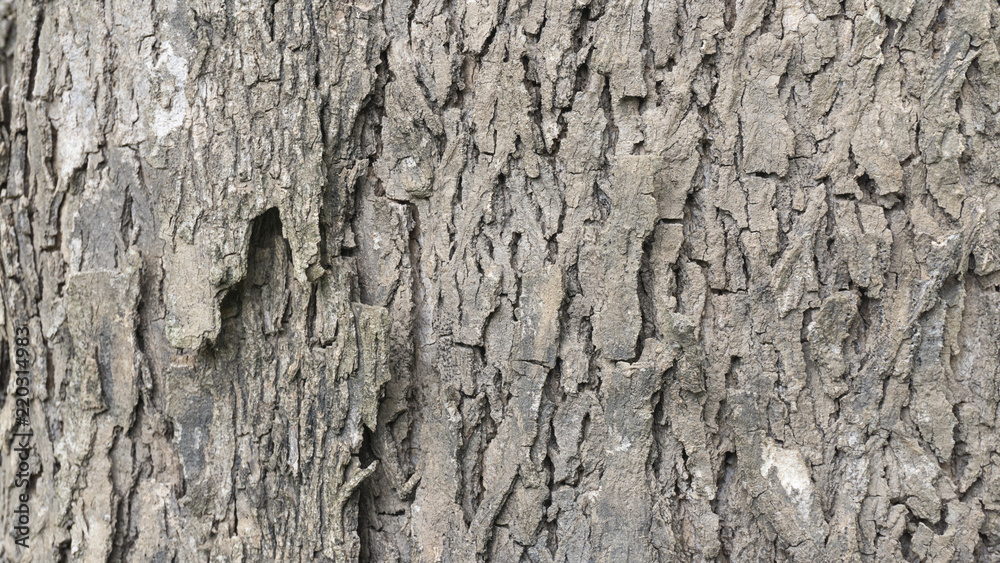 Bark old wood texture natural pattern for background,with copy space for your text.. Bark old wood texture natural pattern for background,with copy space for your text..