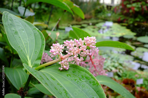 Medinilla speciosa, Melastomataceae), Asia photo