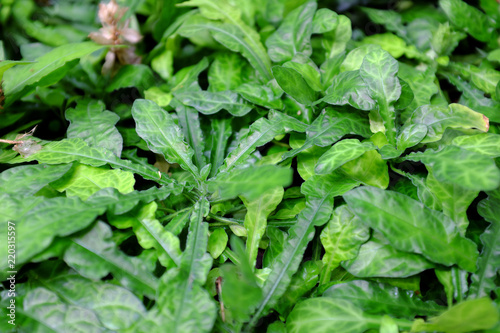 Wallpaper Mural Crossandra flava, Acanthaceae, Africa Torontodigital.ca