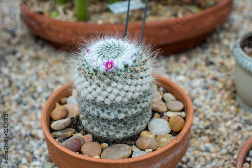 Beautiful mammillaria hahniana cactus plant, with bristles and a white stem and one bright pink blossom. Also known as a Powder Puff cactus. photo