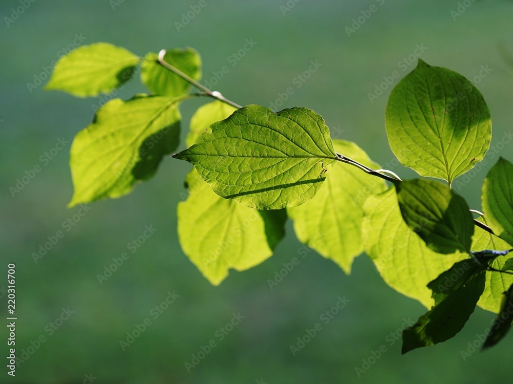 twig with green leafes, backlit by sun