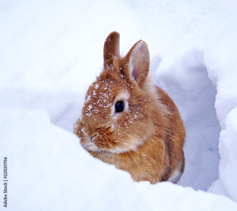 light brown lionhead rabbit outdoors in the snow, watching light brown lionhead rabbit outdoors in the snow, watching