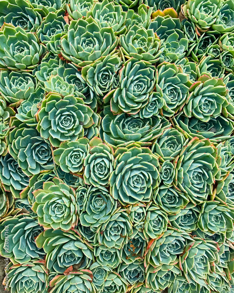 Succulent plant pattern Succulent plant pattern