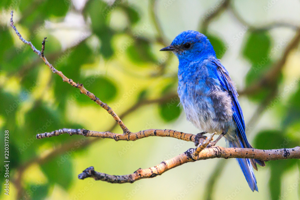 Blue Bird on Branch
