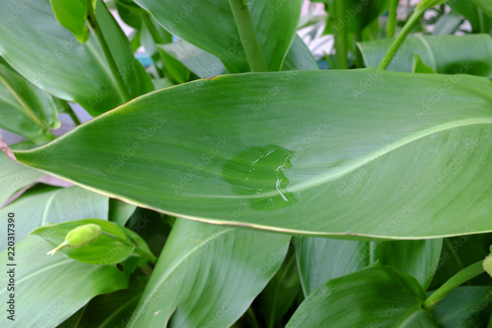 Obraz premium Canna flaccida, Cannaceae, (Florida and Carolina)