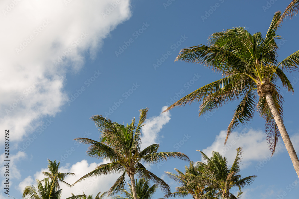 Palm trees and blue skys.
