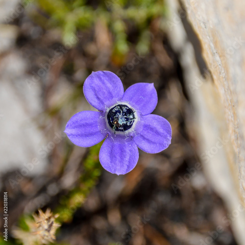 Roella triflora photo