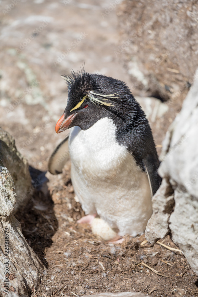 Naklejka premium penguin in the arctic