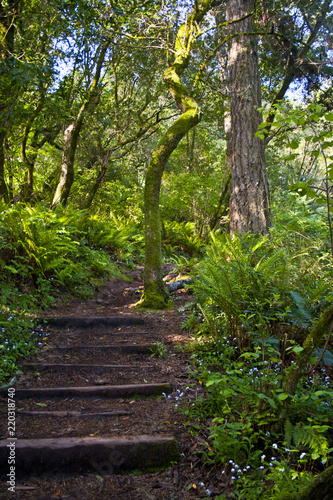 Muir woods path