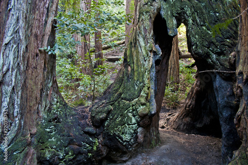 Tableau sur toile San Francisco Muir Wood