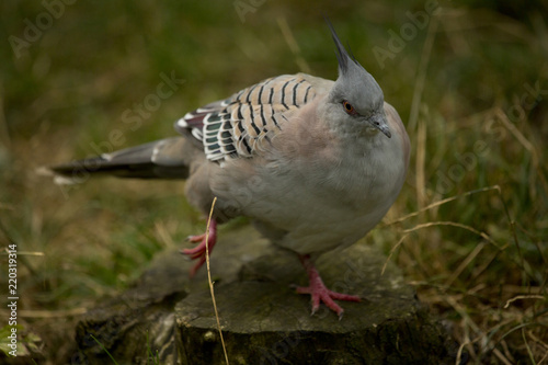 Crested Pigeon (Ocyphaps lophotes). photo