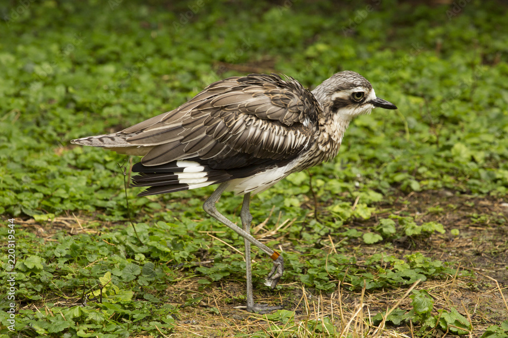 Fototapeta premium Bush Stone-curlew (Burhinus grallarius).