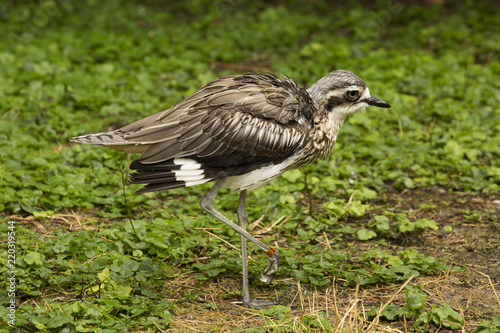 Bush Stone-curlew  Burhinus grallarius .