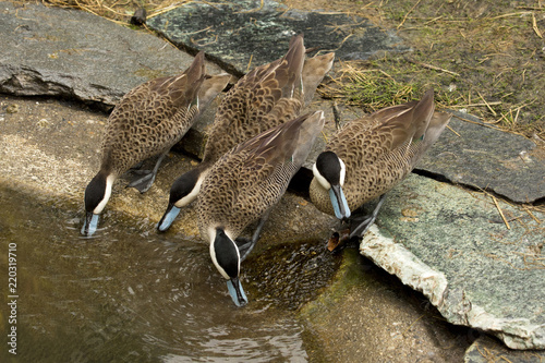 Silver Teal (Anas versicolor ssp. puna).