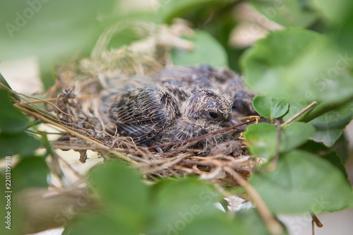 Close up of Baby birds
