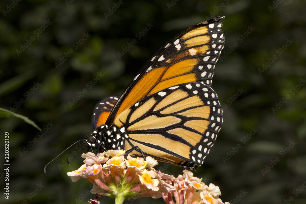 Fototapeta premium Motyl monarcha (Danaus plexippus).