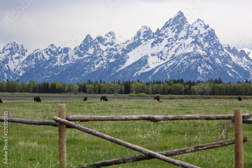 Bison grazing in a meadow in front of the Grand Teton mountains 