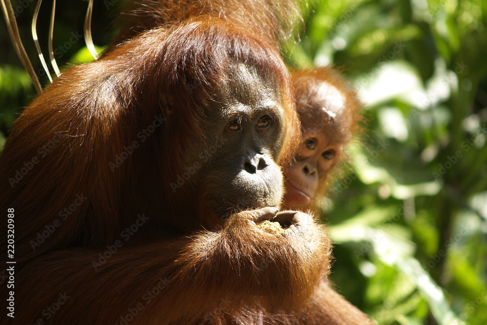 Female orangutan and her baby in the rainforest Female orangutan and her baby in the rainforest