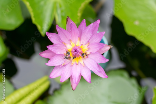 Beautiful pink lotus and bees on pollen lotus in the garden