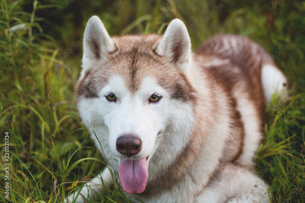 Close-up portrait of lovely beige and white dog breed siberian husky lying in the grass in early fall