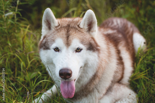 Close-up portrait of lovely beige and white dog breed siberian husky lying in the grass in early fall